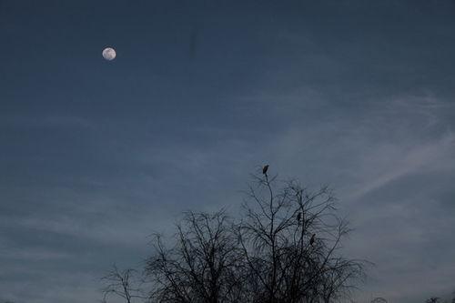 寒月的照片,寒月映照下的静谧时光