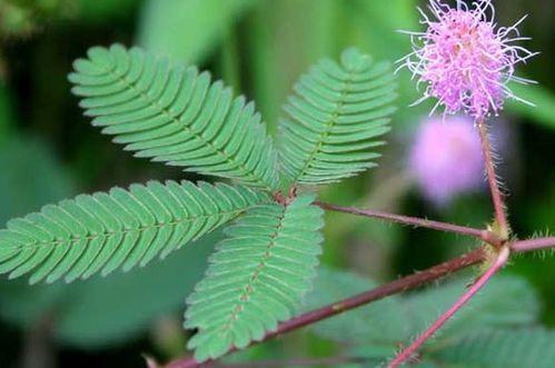 含羞草的资料 介绍,植物界的神奇“害羞者”